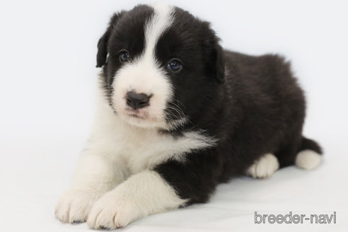 成約済の神奈川県のボーダーコリー-310800の2枚目